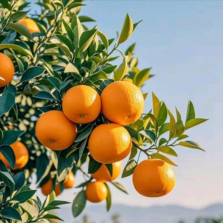 淡淡烟草味
