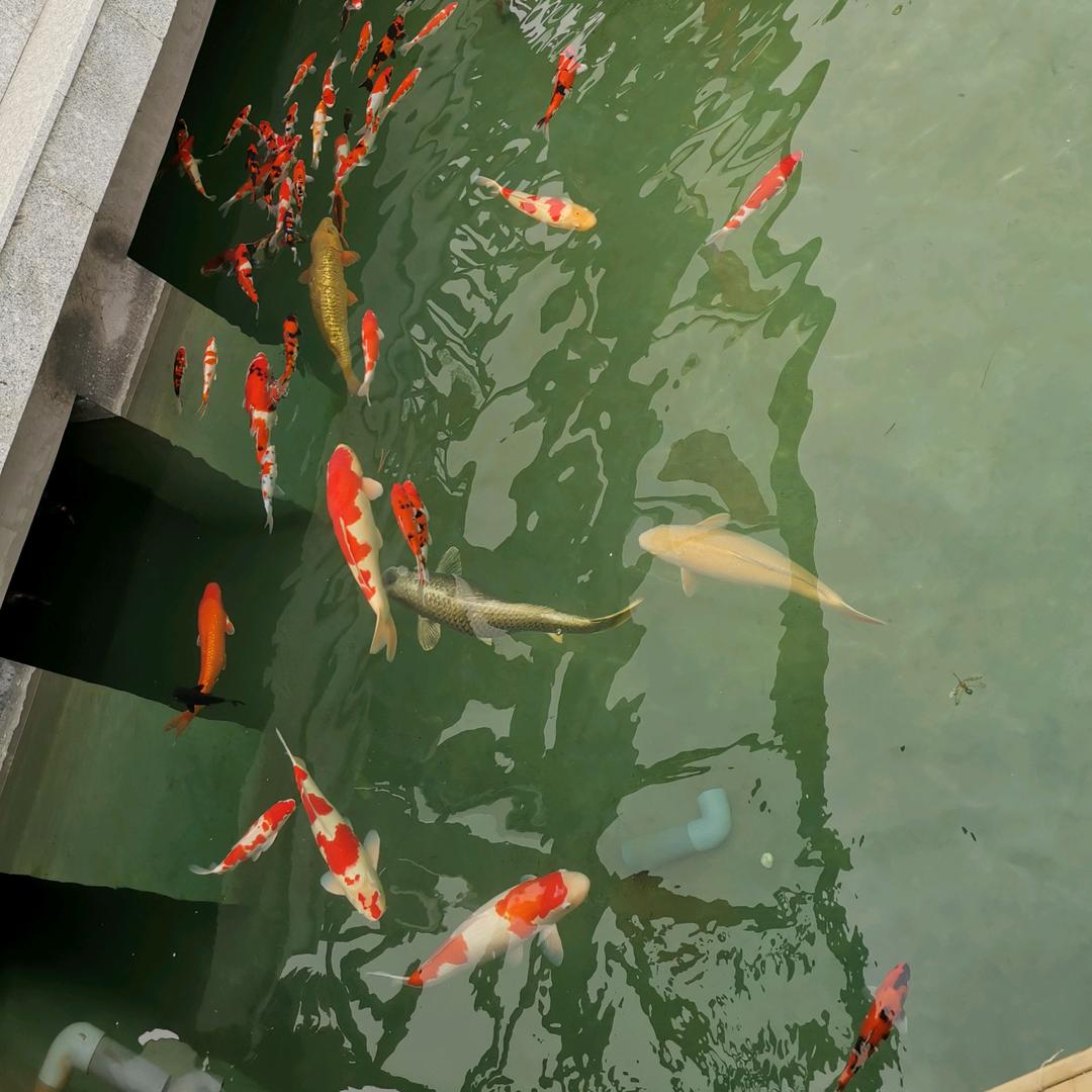 杨大哥