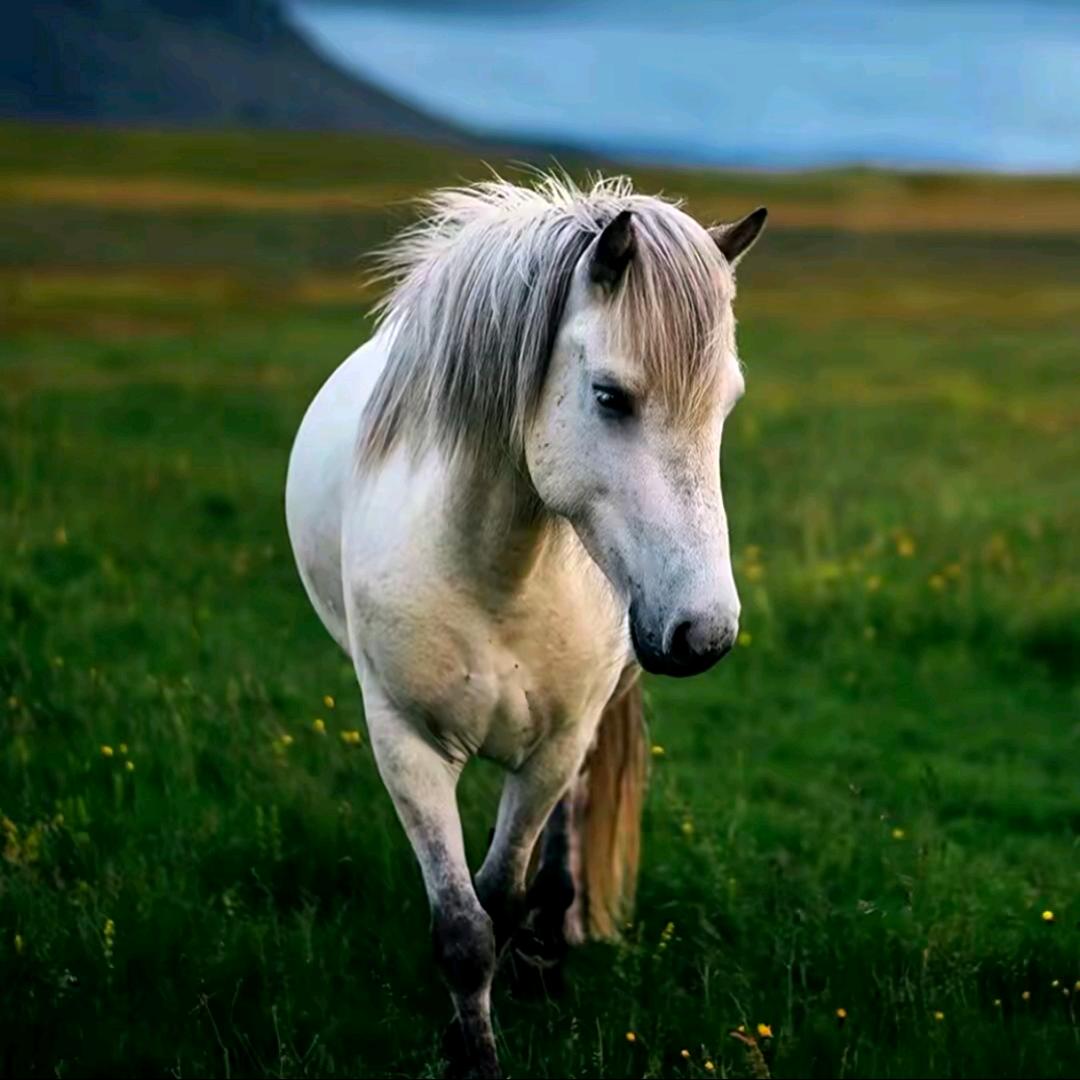 专业矮马养殖（回收）