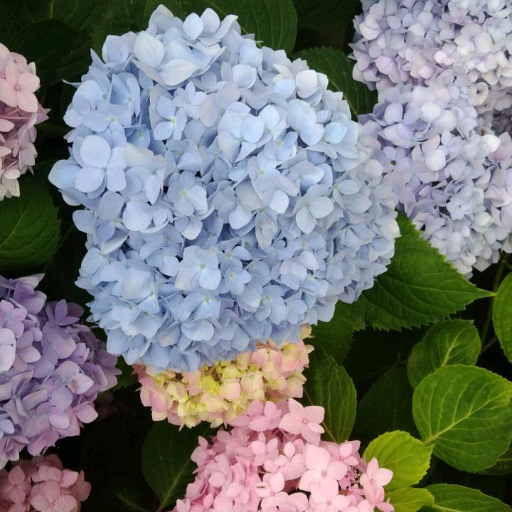花落花开