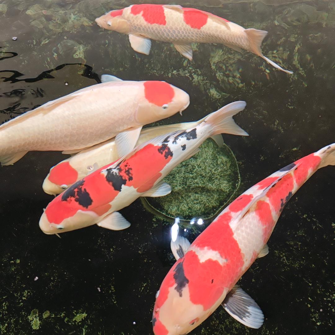 大河鱼池净化-杰哥