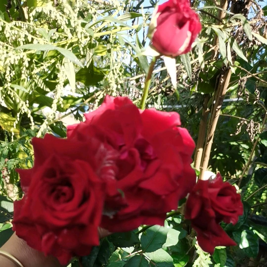 自己加油才是最好的后盾✌✌😘🌹🍎