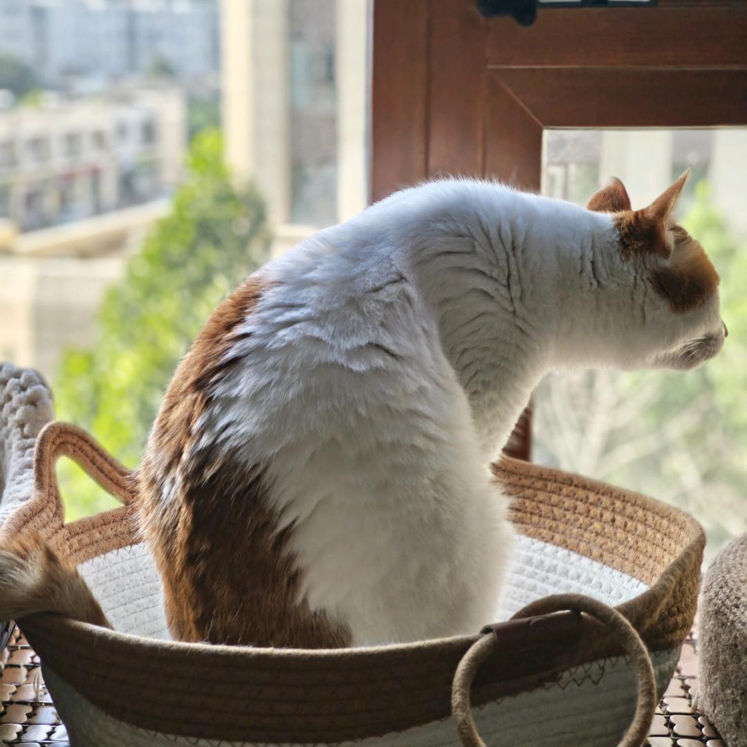 荞歪歪