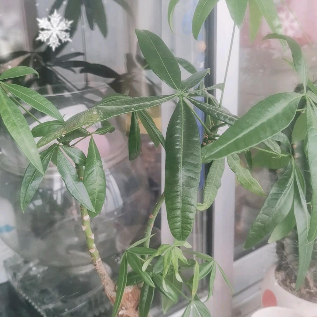 大红大紫