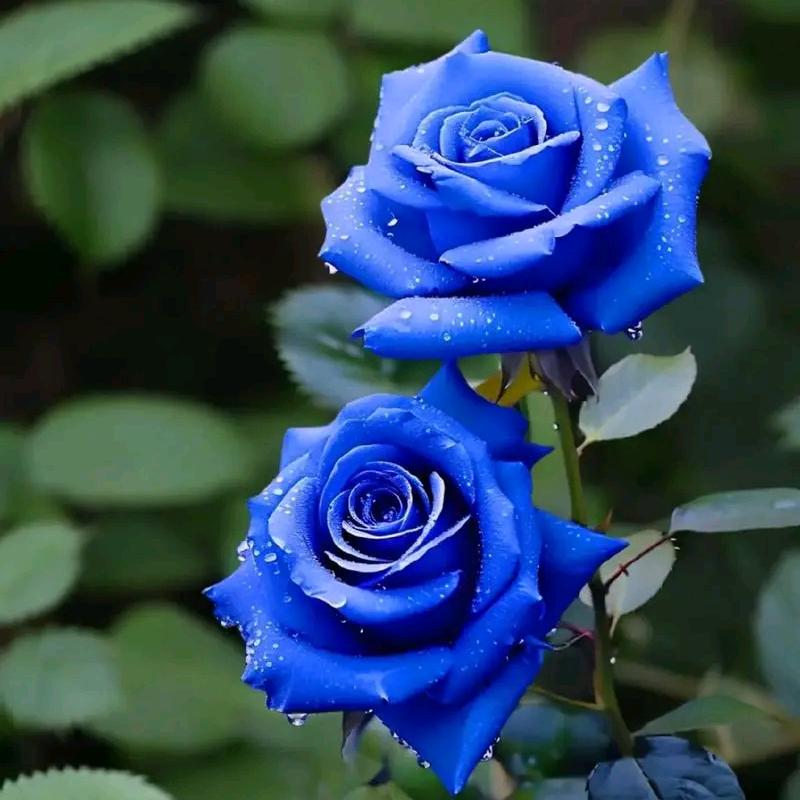 🍀柠檬草的味道🍀