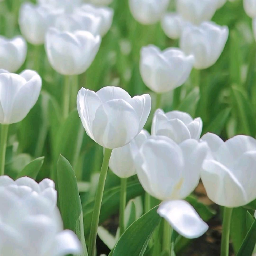水月镜花