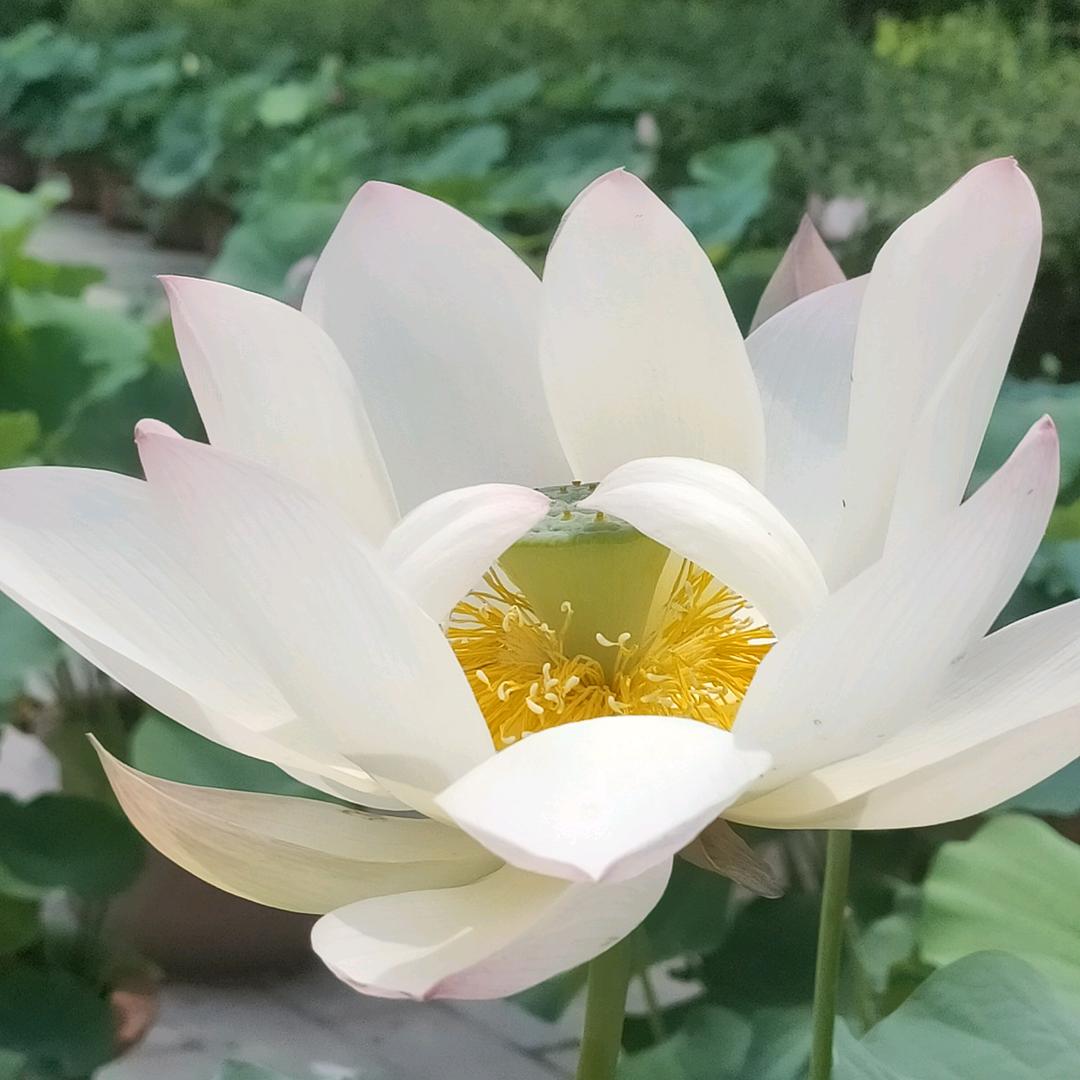 素心兰