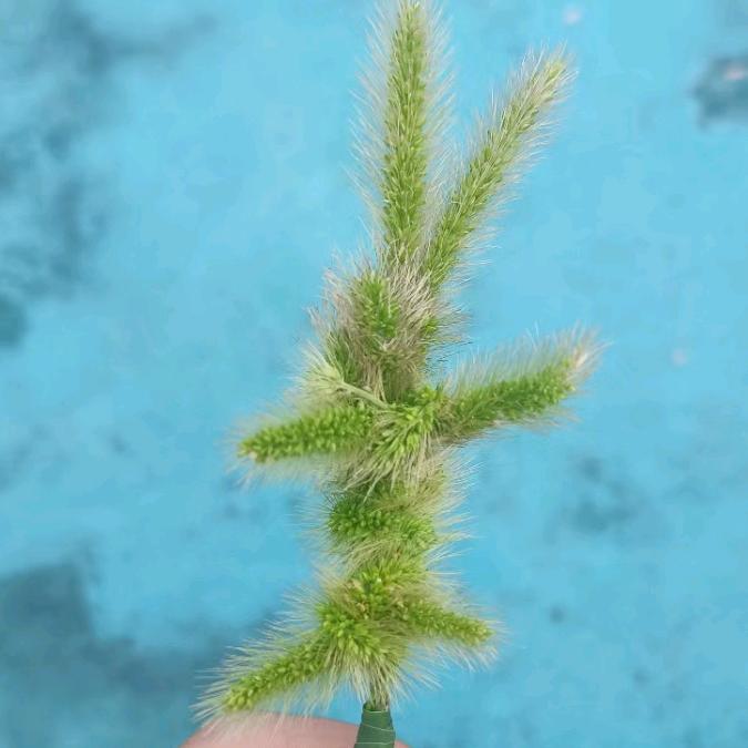 秋季河童头像