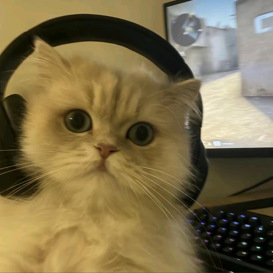 含的（粉丝内战给奖金版）