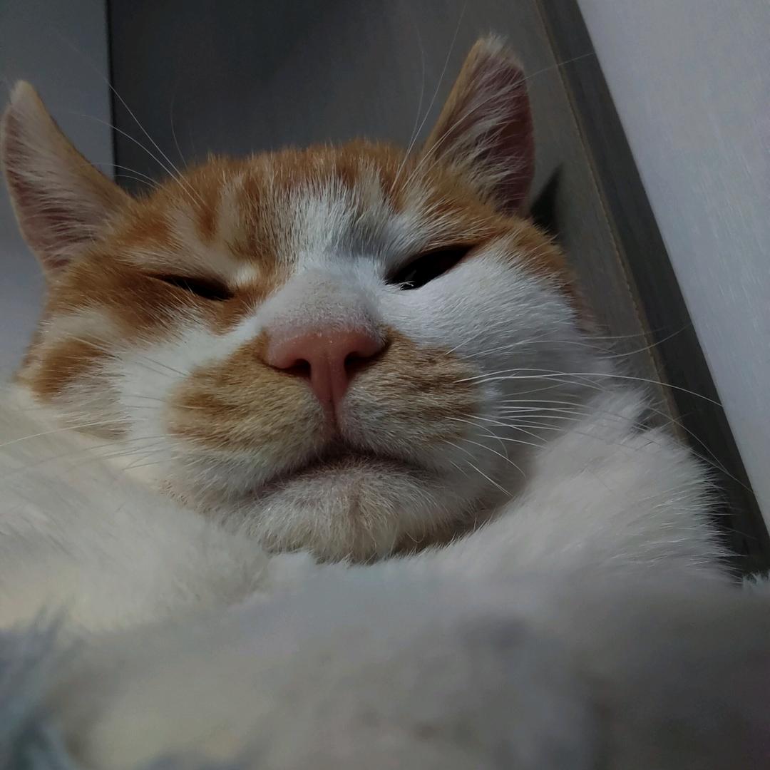咪咪咪