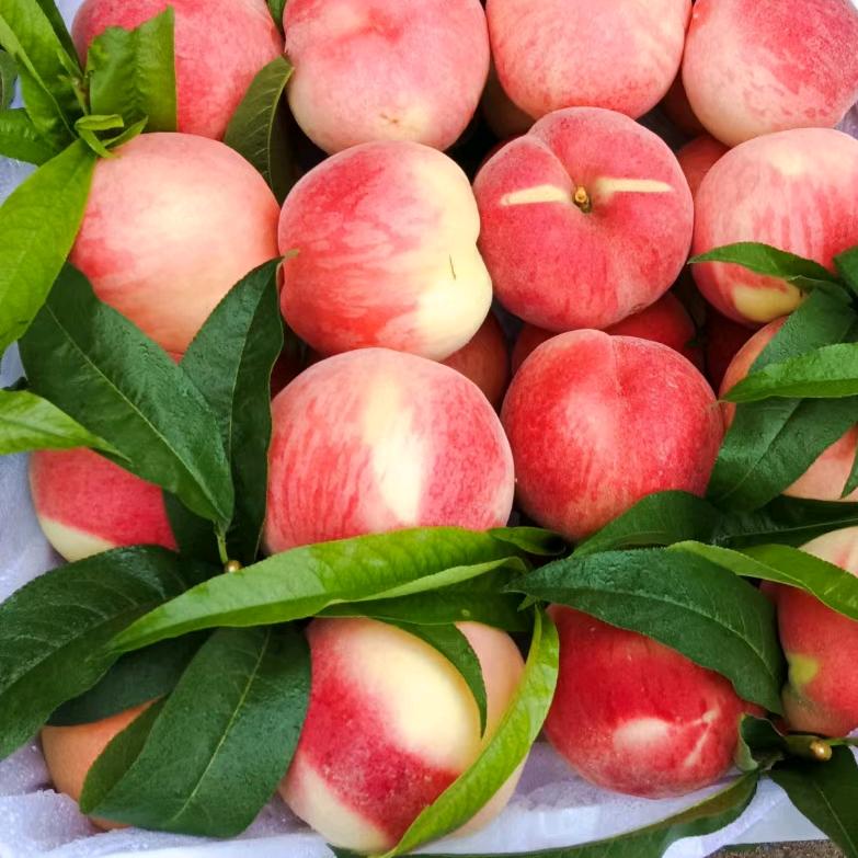 （雪儿）蒙阴蜜桃代办