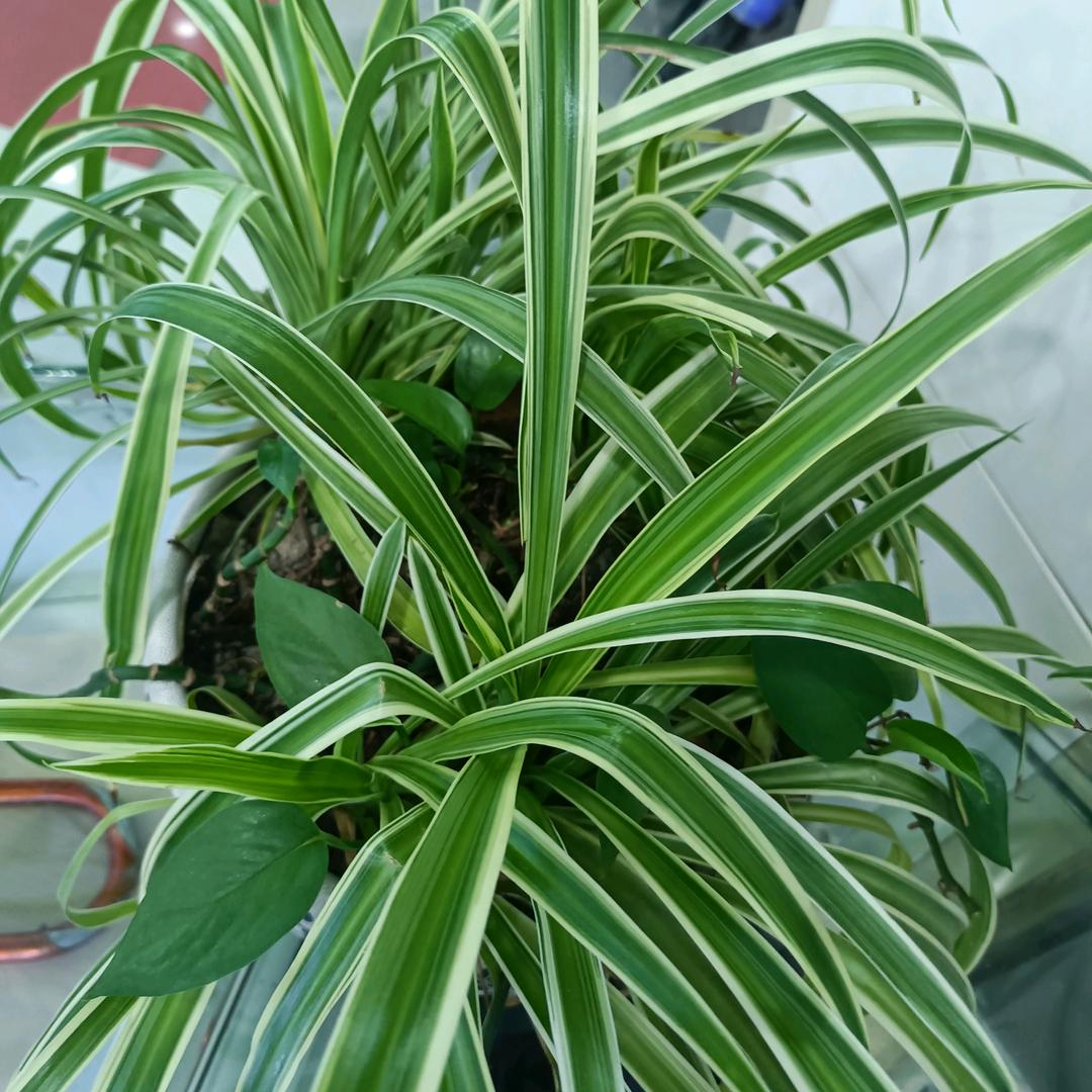沿途只有雾