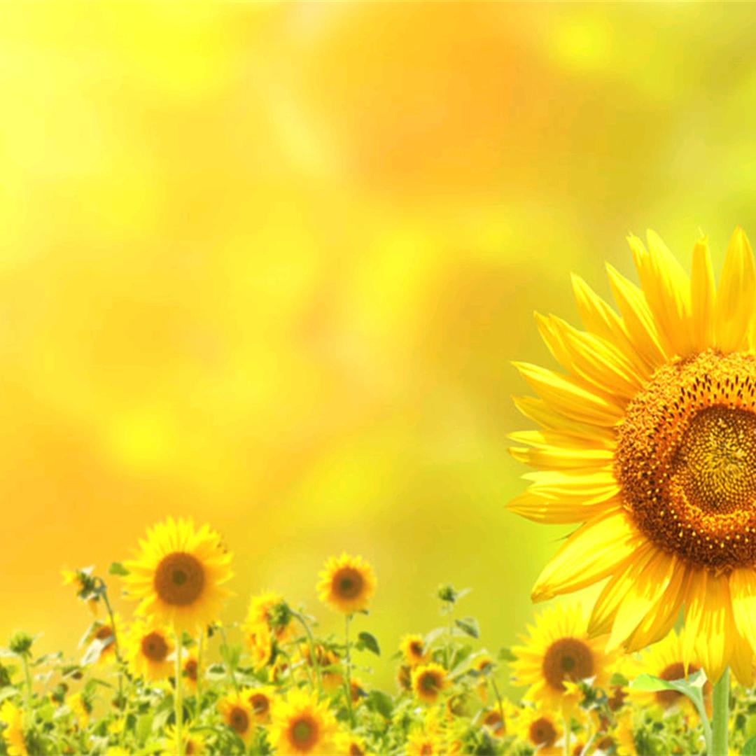 ಇ᭄夜雨࿆ྃ染青衣࿐