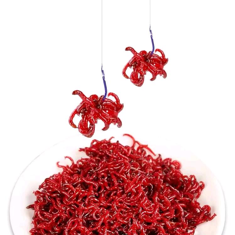 丽姐红虫批发严选2