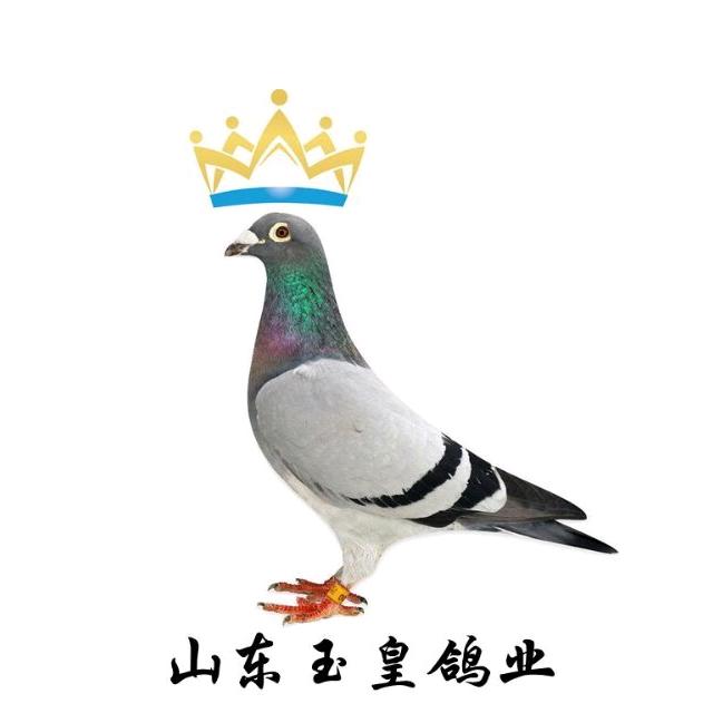 用户山东玉皇鸽业陈保平