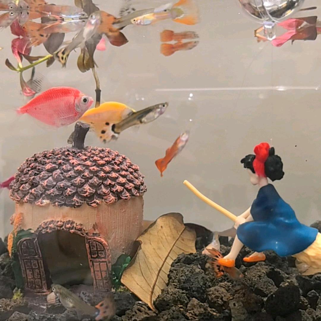 不会飞的鱼🐟