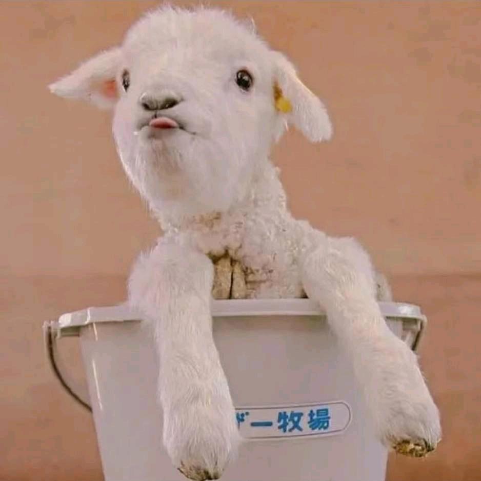 牧羊人