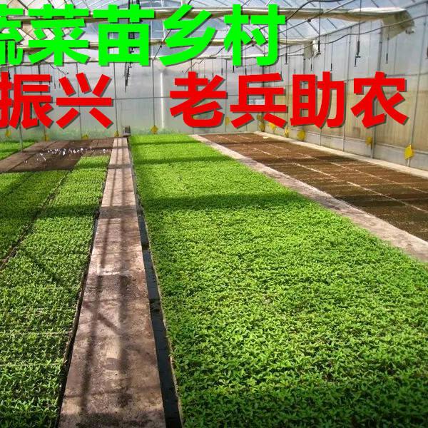老班长蔬菜助农