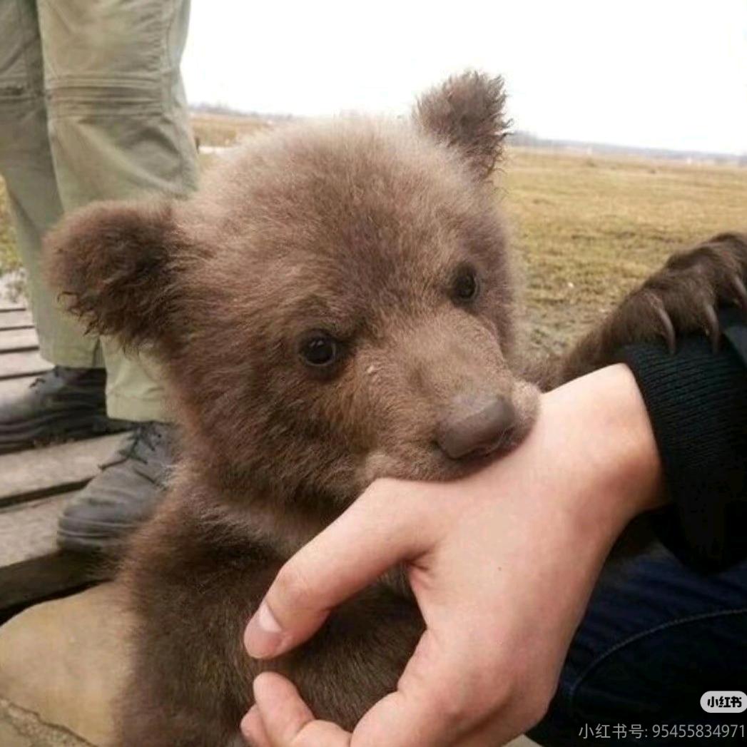 人造堕落机器人🤖