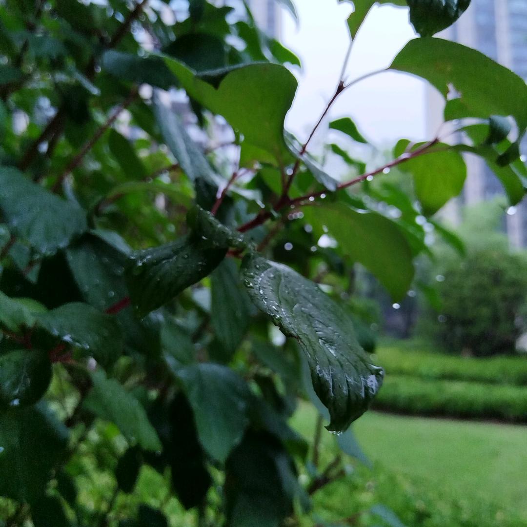 一滴雨