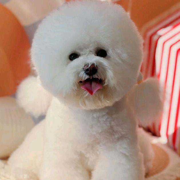 @家有棉花糖果果