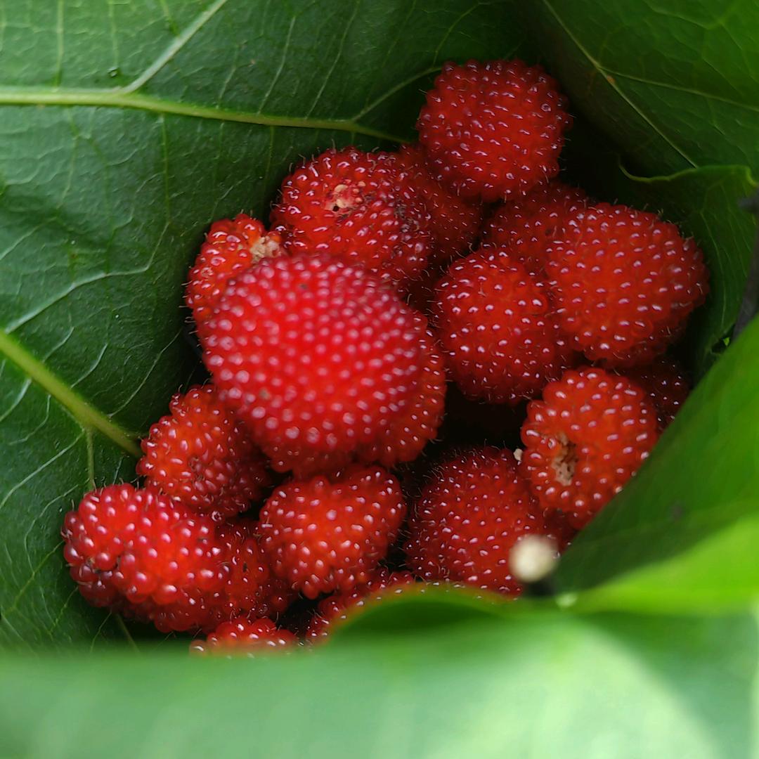 二姨记录美好生活