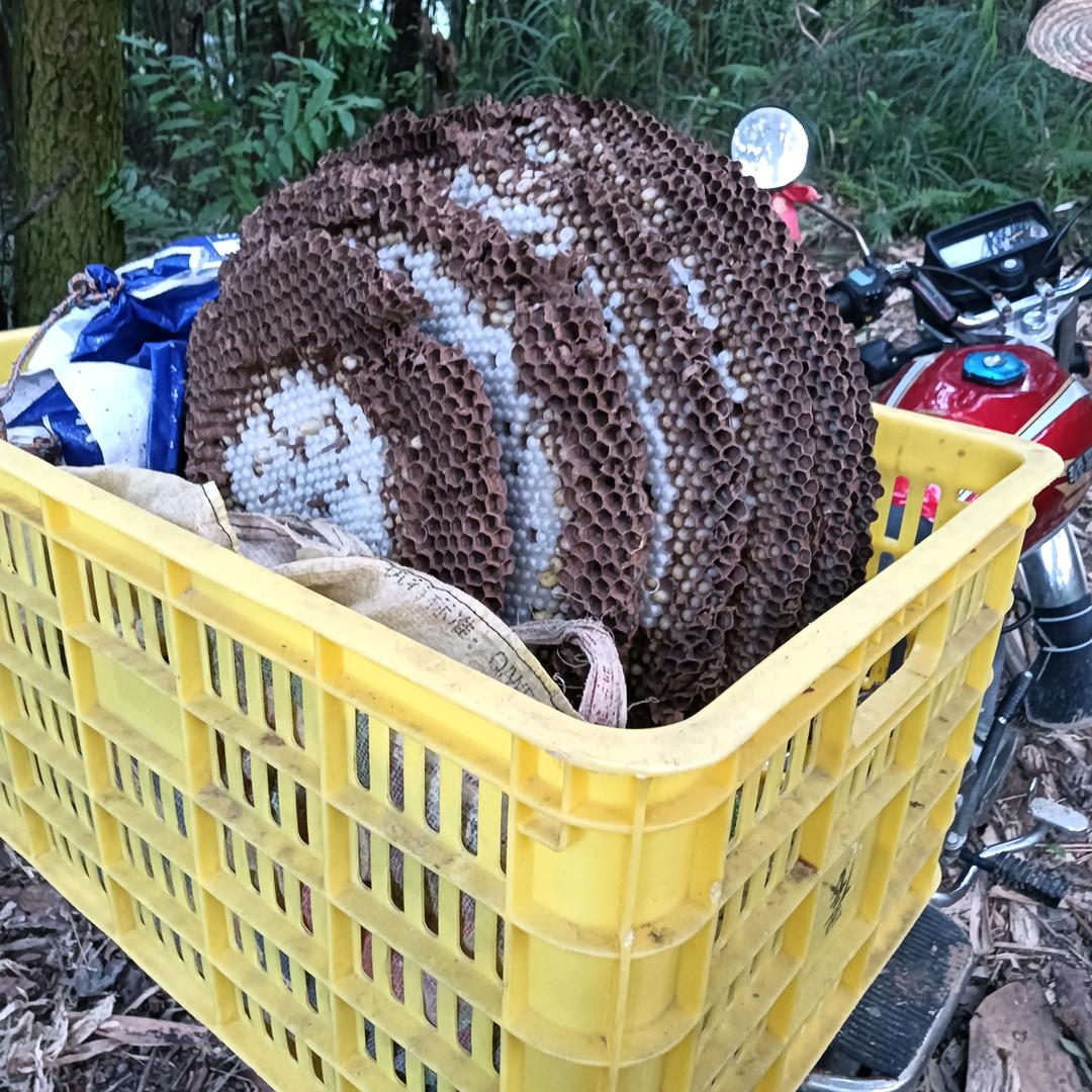 农村的俺
