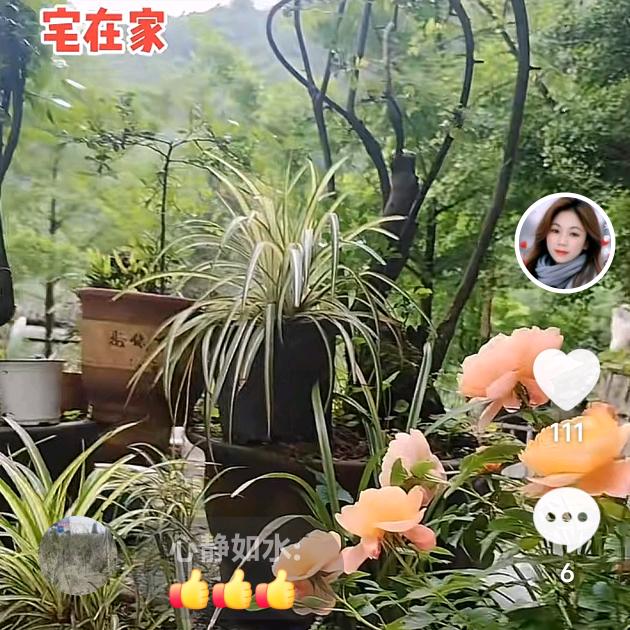笑看红尘。