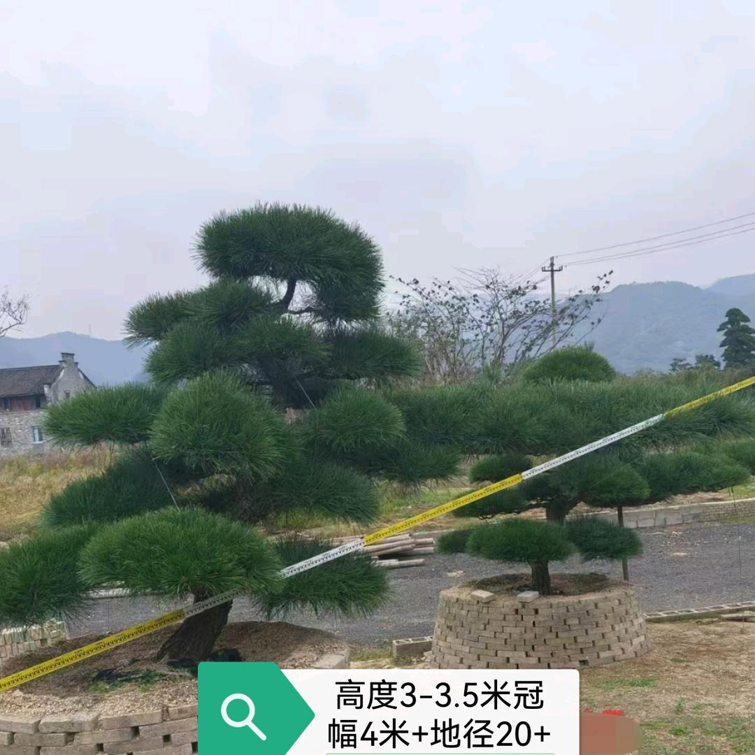 山东造型黑松基地