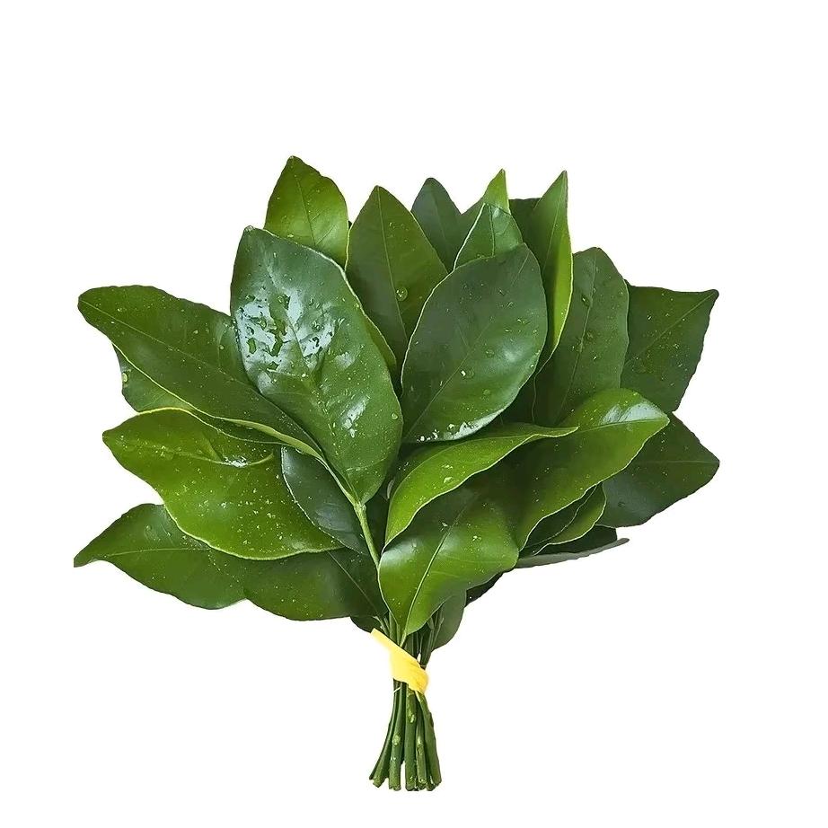 金鲤星芒