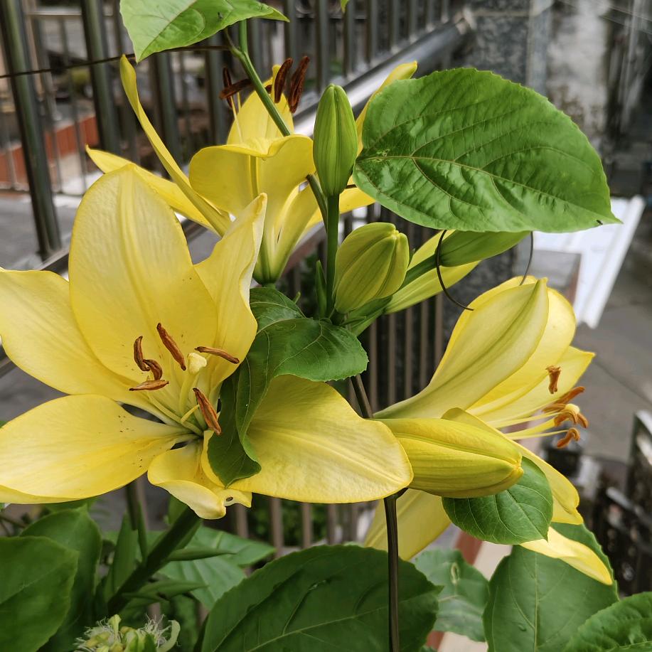 另一种方式的爱狗人士