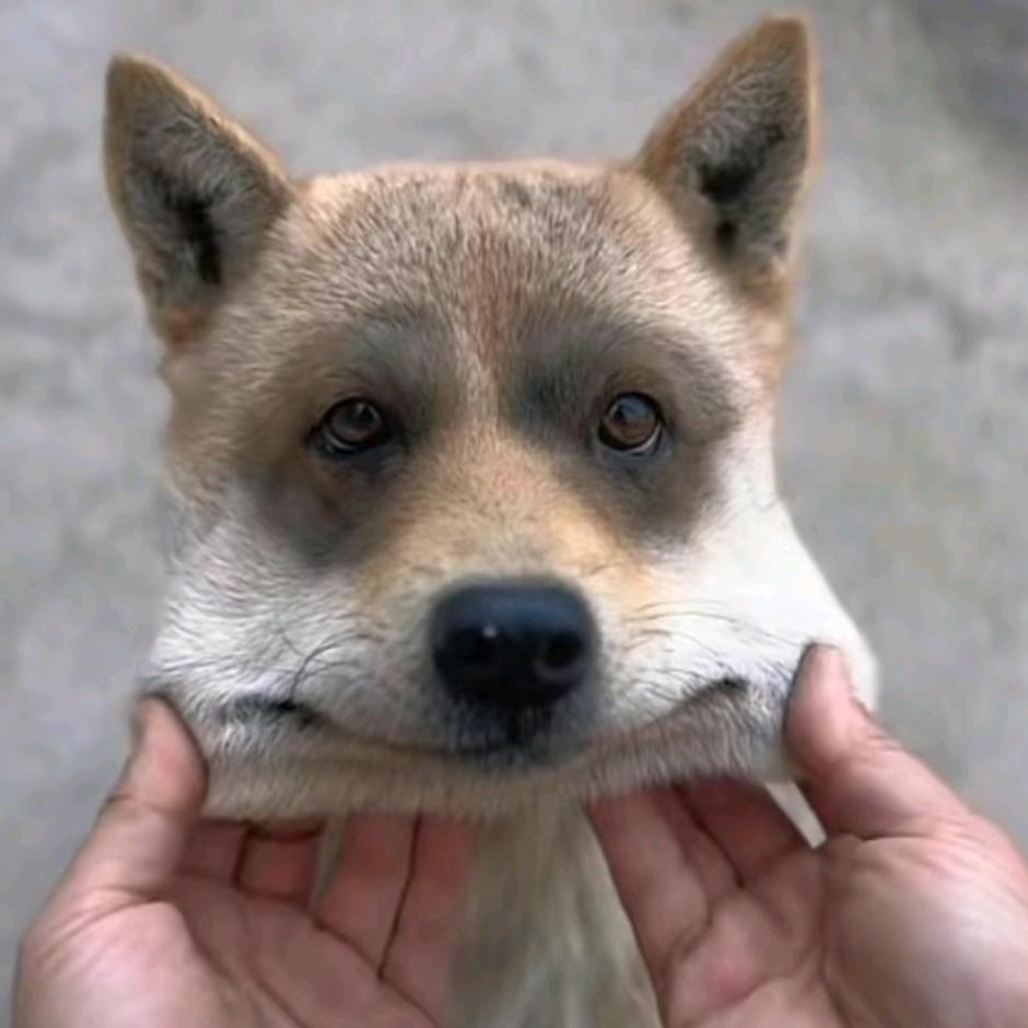 无忧无虑的昊达