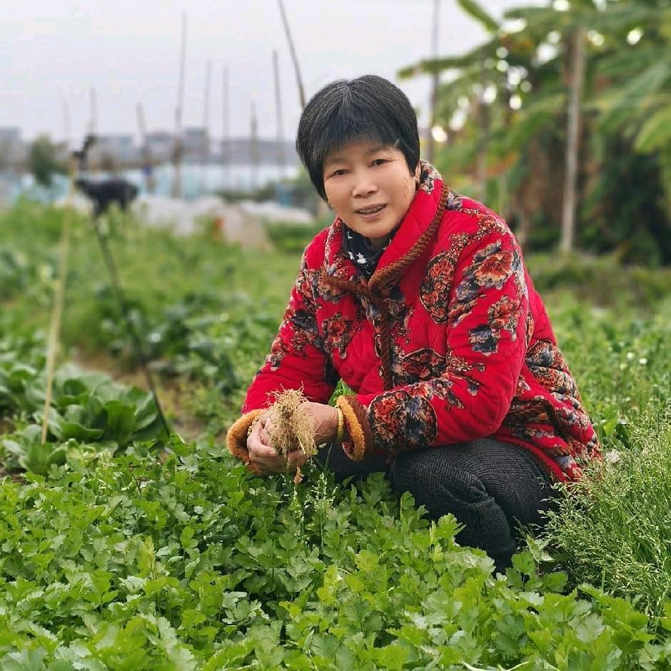 凤莺