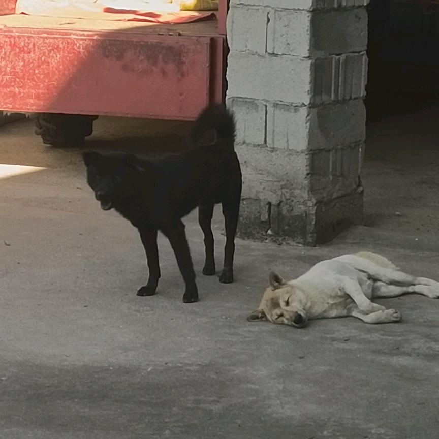 生肖说