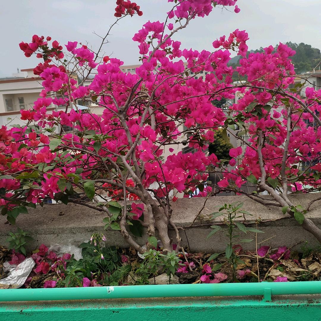 杨秀英