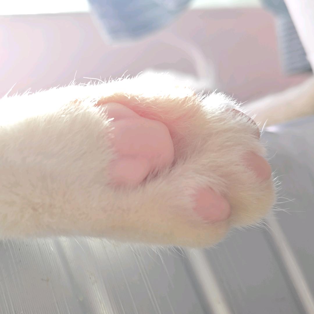 橘狸橘气