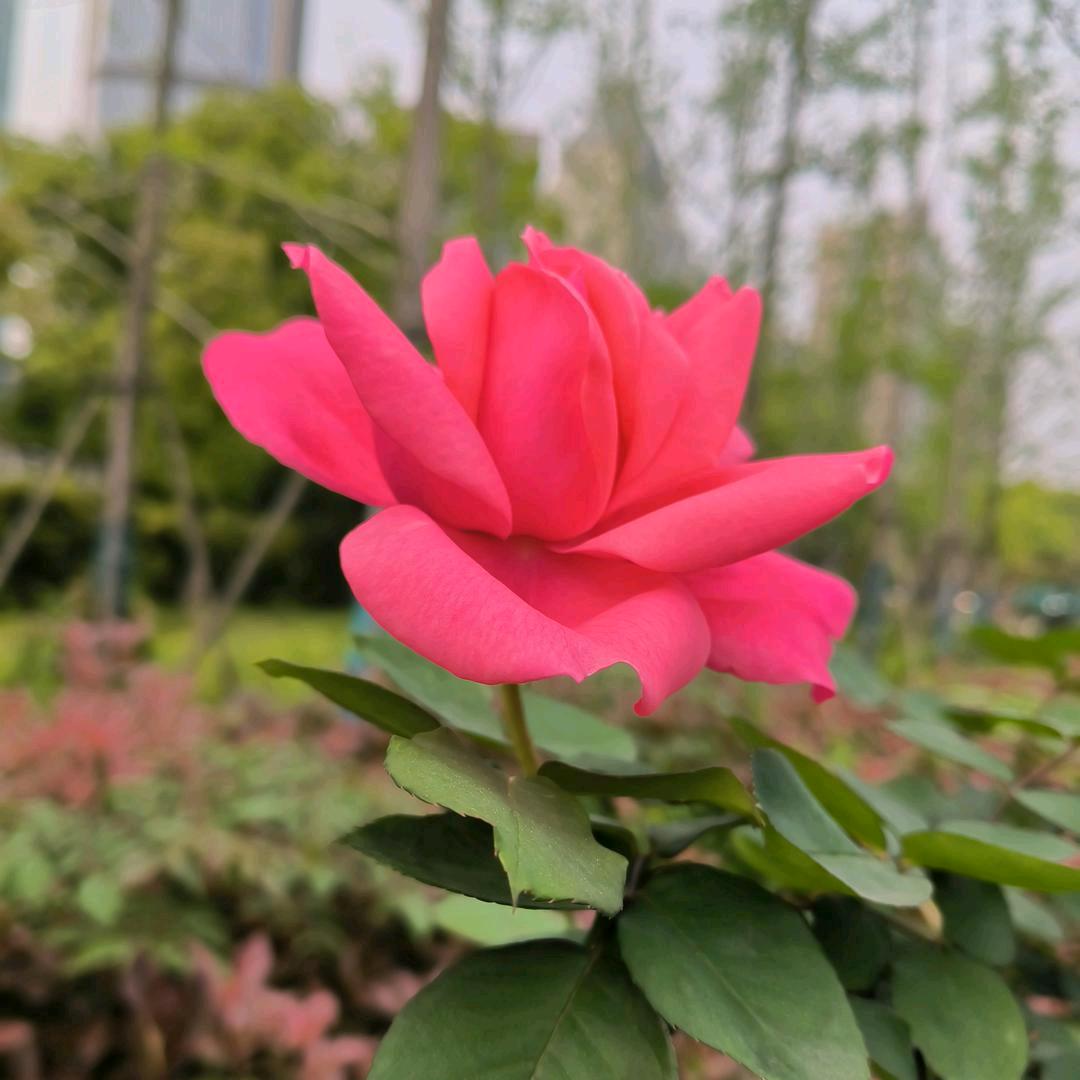 万事如意🌺