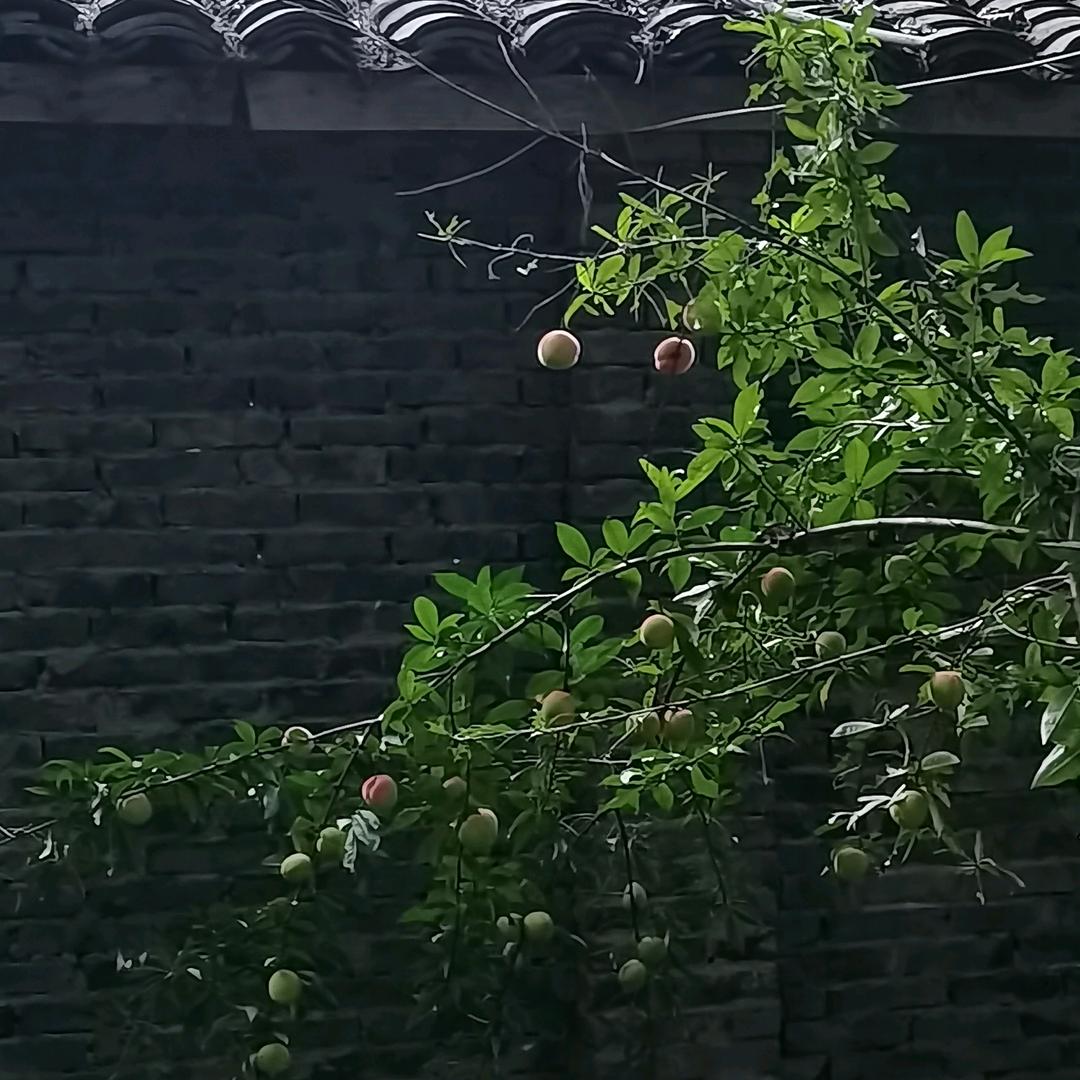 露溪河