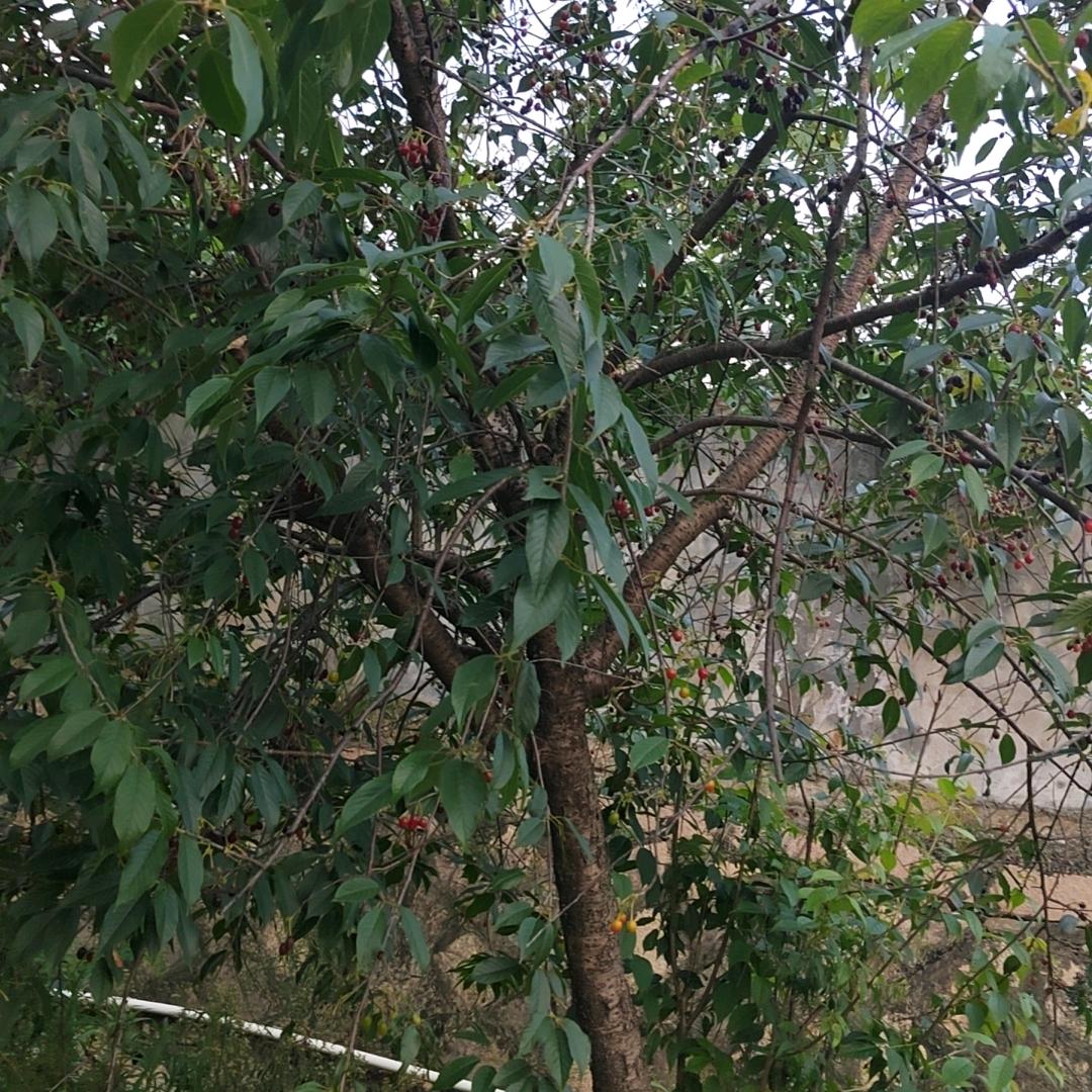 莓莓茶