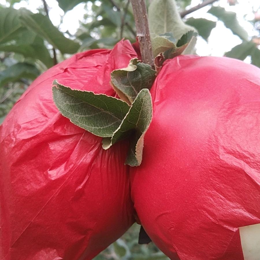 金冠🍎