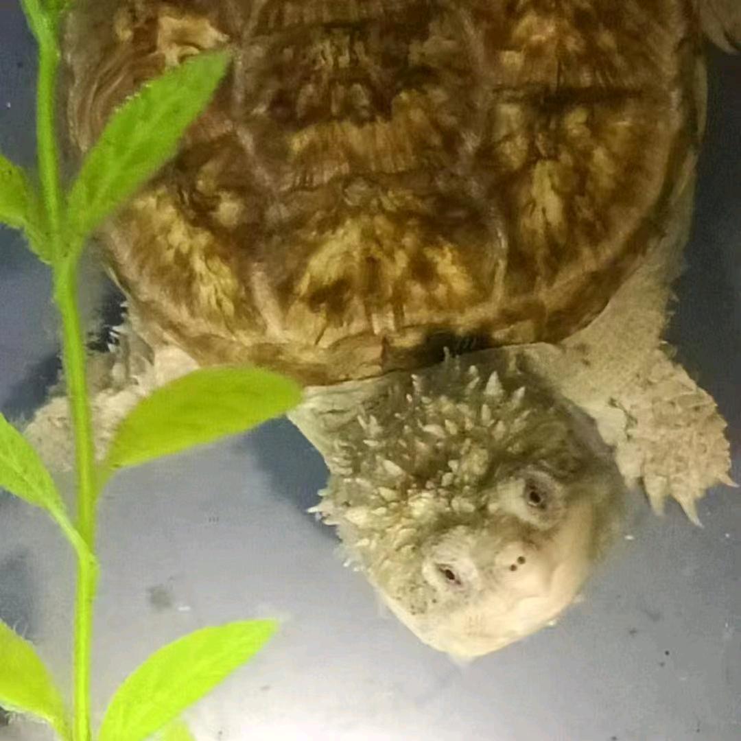 福德名龟