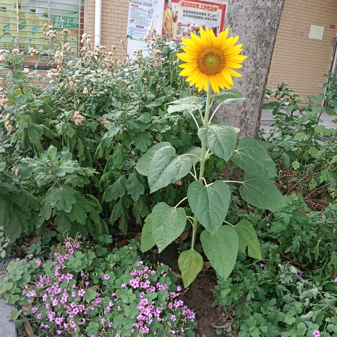 雅洁洗衣