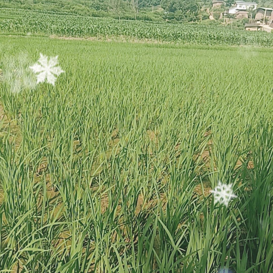 农村大爷