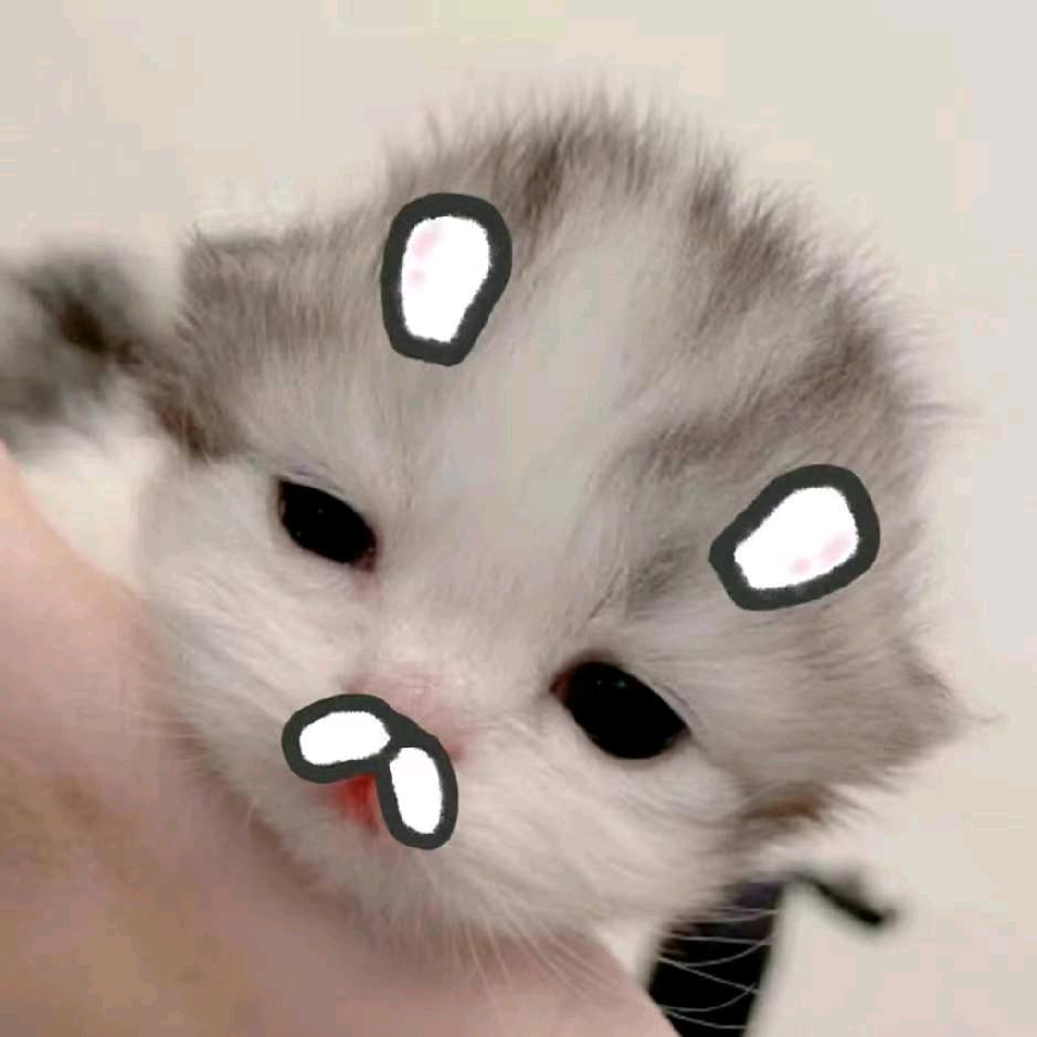 一只猫。
