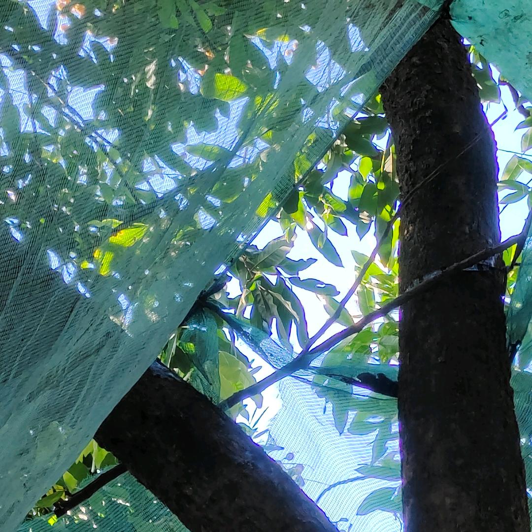 分儿来