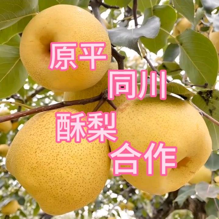 山西原平同川酥梨🍐全国代办