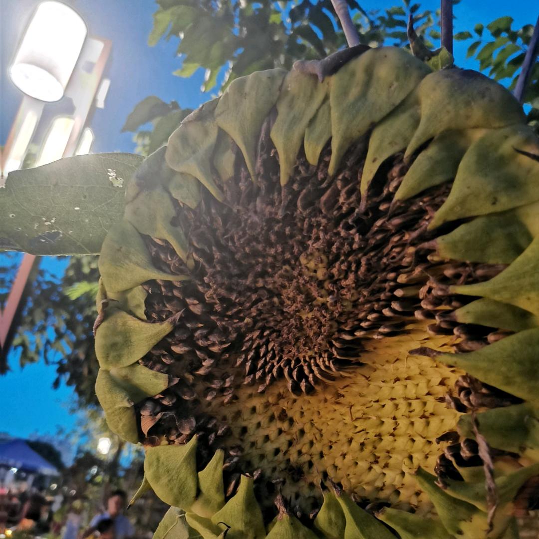 朵朵花林 🤓🤓