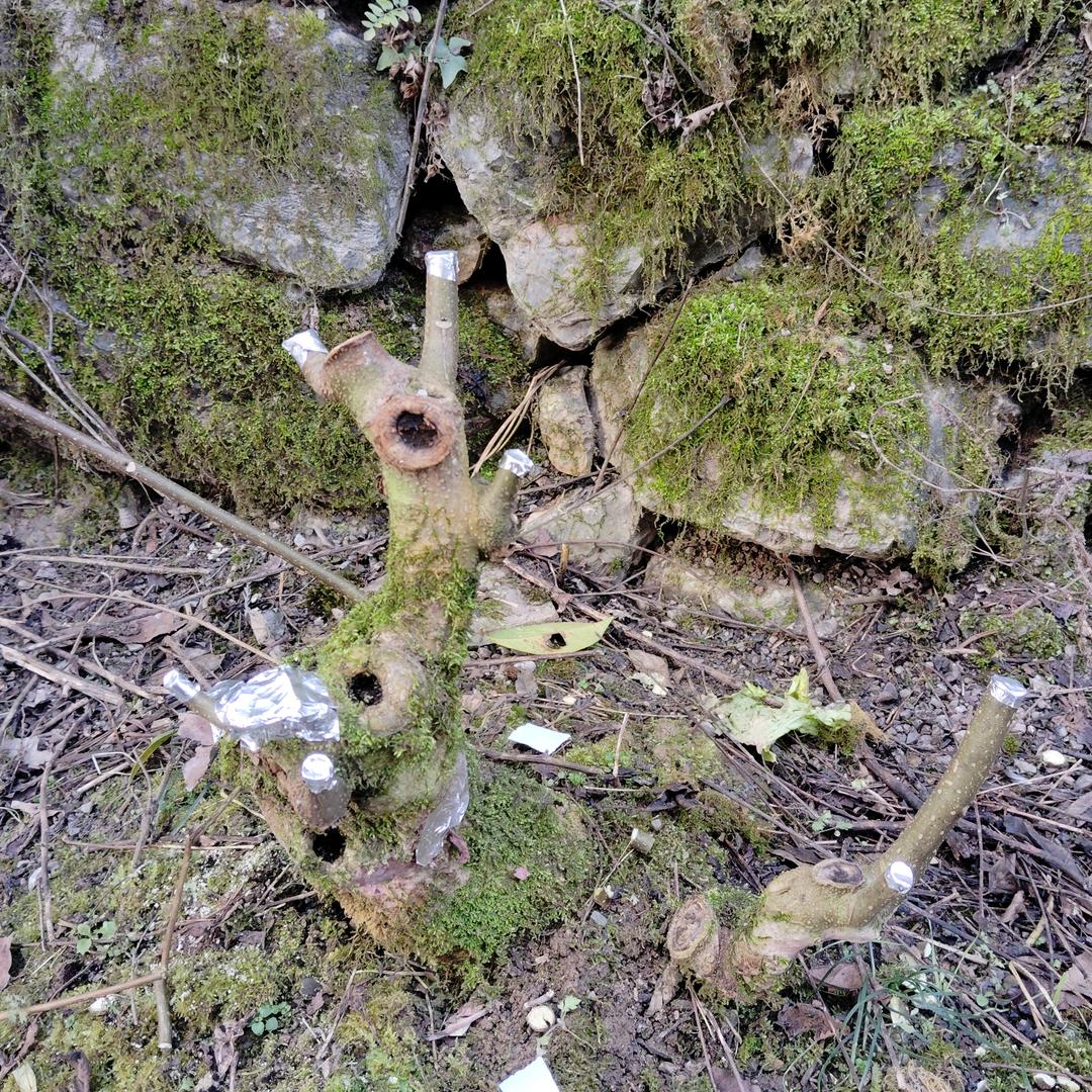 洋葱