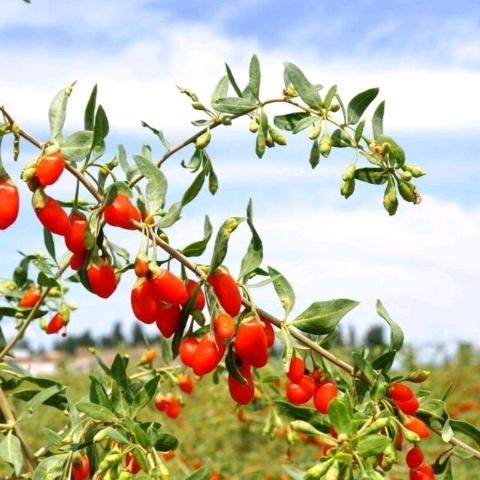 小吕特产铺子673951726