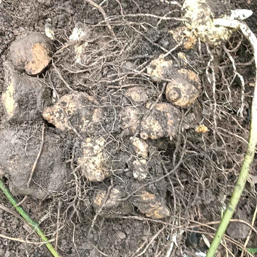 干喷浆队。李哥